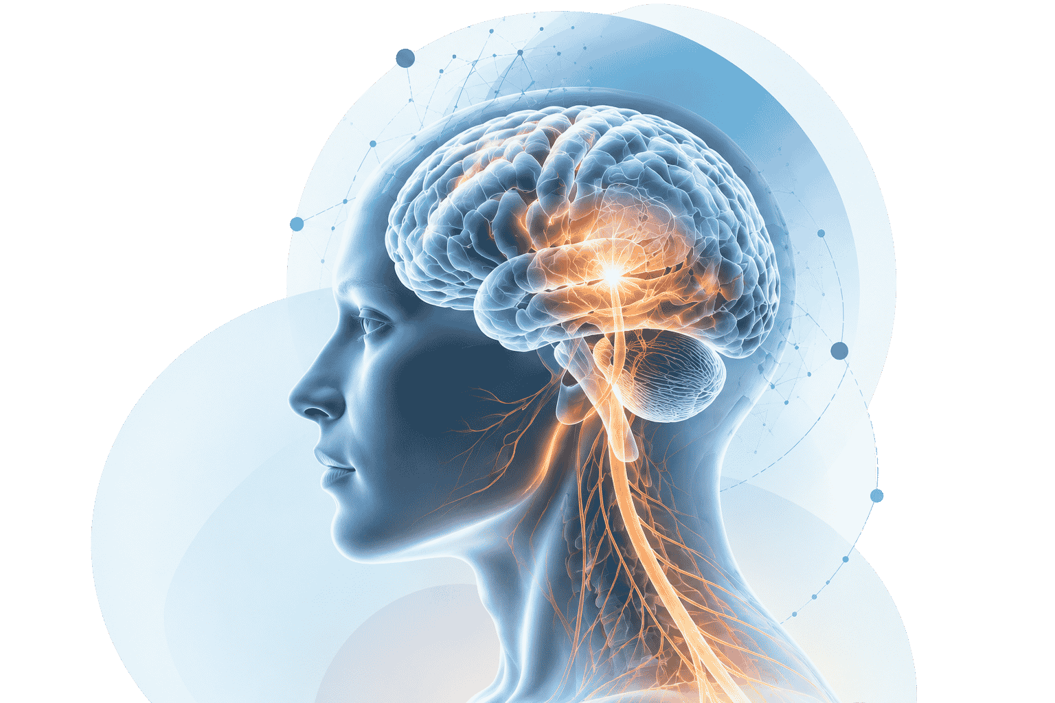 Brain & Cranial Conditions Anatomical Illustration